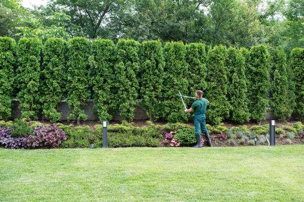 Tree and Shrub Care in Atwater, MN